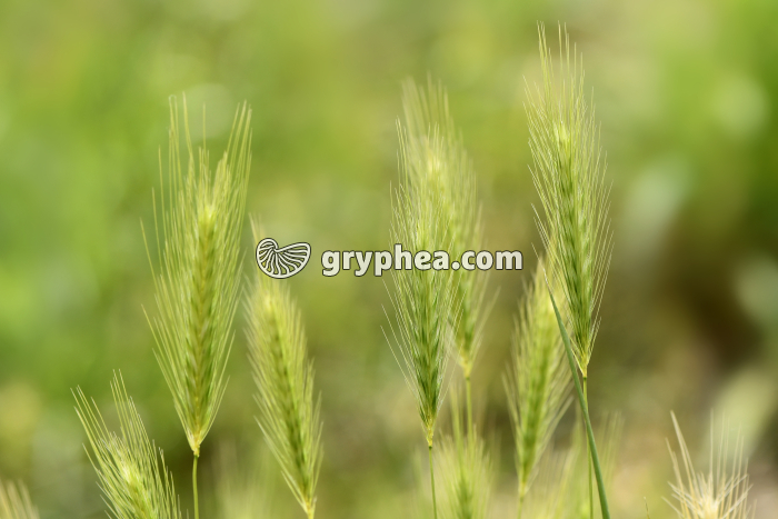 Orge sauvage (Hordeum murinum) - gryphea.org